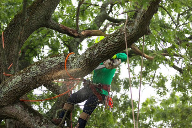 Best Hedge Trimming  in East Tawas, MI